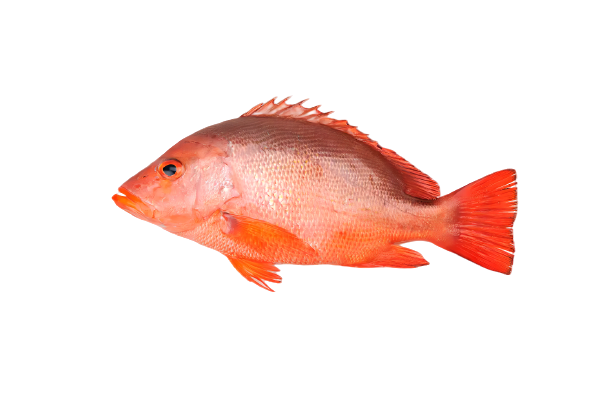 ����1_1_-removebg-preview